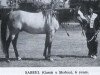stallion Sabeel EAO (Arabian thoroughbred, 1967, from Gassir 1941 RAS)