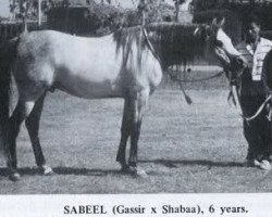 stallion Sabeel EAO (Arabian thoroughbred, 1967, from Gassir 1941 RAS)