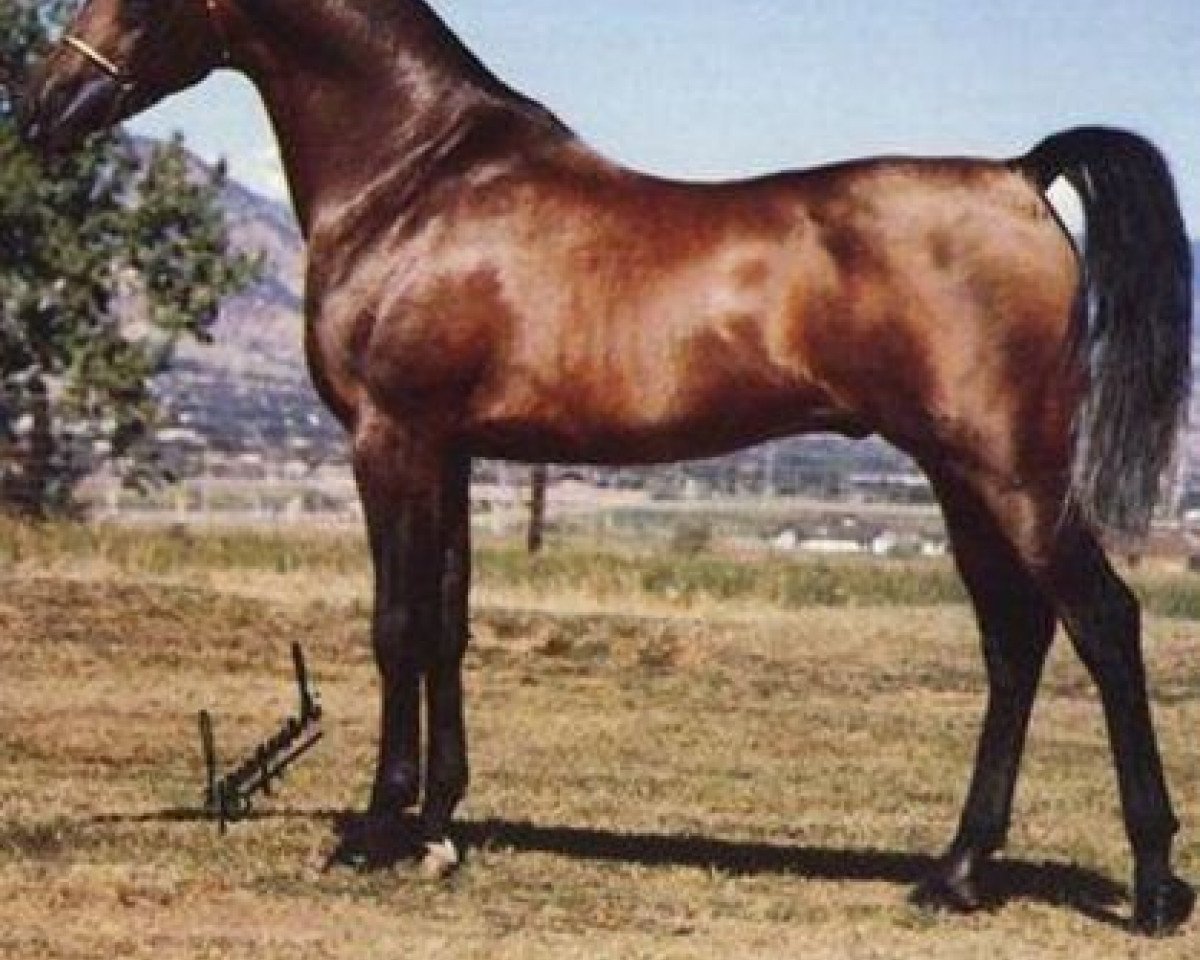 stallion Lancers Sahm ox (Arabian purebred, 1974, from Sabeel EAO)