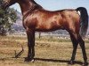 stallion Lancers Sahm ox (Arabian thoroughbred, 1974, from Sabeel EAO)