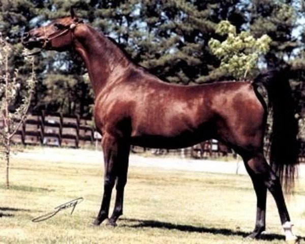 broodmare PH Safina ox (Arabian thoroughbred, 1982, from Lancers Sahm ox)