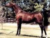 broodmare PH Safina ox (Arabian thoroughbred, 1982, from Lancers Sahm ox)