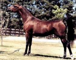 broodmare PH Safina ox (Arabian thoroughbred, 1982, from Lancers Sahm ox)