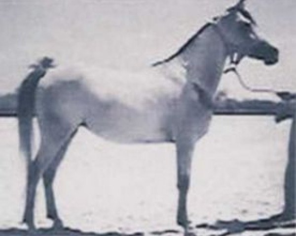 broodmare Zebeda EAO (Arabian thoroughbred, 1955, from El Sareei 1942 RAS)