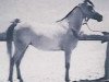 broodmare Zebeda EAO (Arabian thoroughbred, 1955, from El Sareei 1942 RAS)