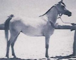 broodmare Zebeda EAO (Arabian thoroughbred, 1955, from El Sareei 1942 RAS)