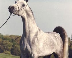 stallion Orashan 1983 ox (Arabian thoroughbred, 1983, from Messaoud 1979 ox)