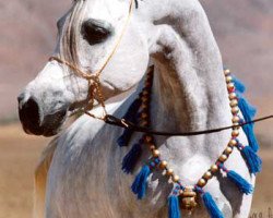 broodmare BB Ora Kalilah ox (Arabian thoroughbred, 1988, from Orashan 1983 ox)