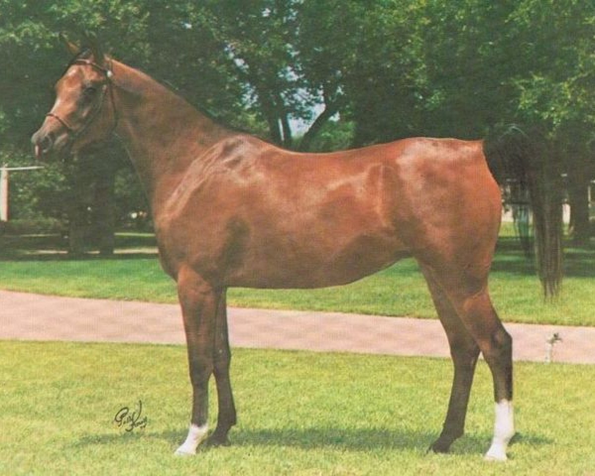 broodmare Monisa RSI ox (Arabian purebred, 1969, from Rashad Ibn Nazeer EAO)
