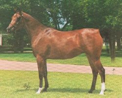 broodmare Monisa RSI ox (Arabian thoroughbred, 1969, from Rashad Ibn Nazeer EAO)