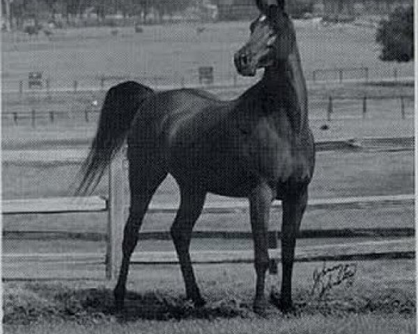 broodmare AK Radia ox (Arabian thoroughbred, 1979, from Ibn Moniet El Nefous 1964 EAO)