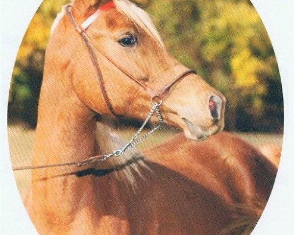 broodmare BKA Rakiisah ox (Arabian thoroughbred, 1985, from The Egyptian Prince 1967 ox)