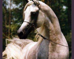 stallion PVA Kariim ox (Arabian thoroughbred, 1990, from Imperial Imdal 1982 EAO)