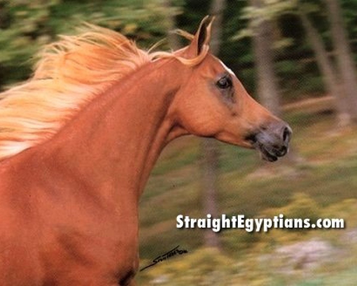 broodmare Imperial Phanadah EAO (Arabian purebred, 1979, from Ibn Moniet El Nefous 1964 EAO)