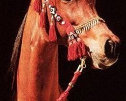 broodmare Imperial IM Pharida ox (Arabian thoroughbred, 1986, from Ansata Imperial 1976 ox)