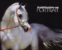 stallion Imperial Baarez ox (Arabian thoroughbred, 1996, from PVA Kariim ox)