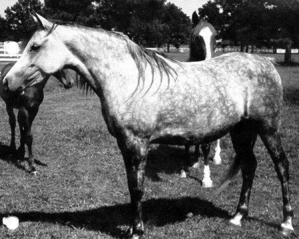 broodmare Salomy EAO (Arabian thoroughbred, 1957, from El Sareei 1942 RAS)