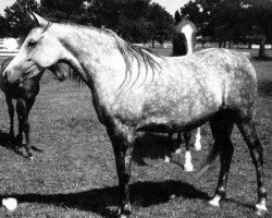 broodmare Salomy EAO (Arabian thoroughbred, 1957, from El Sareei 1942 RAS)