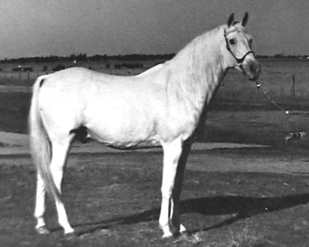 stallion Moftakhar RAS (Arabian purebred, 1946, from Enzahi 1935 RAS)