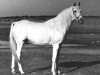 stallion Moftakhar RAS (Arabian thoroughbred, 1946, from Enzahi 1935 RAS)