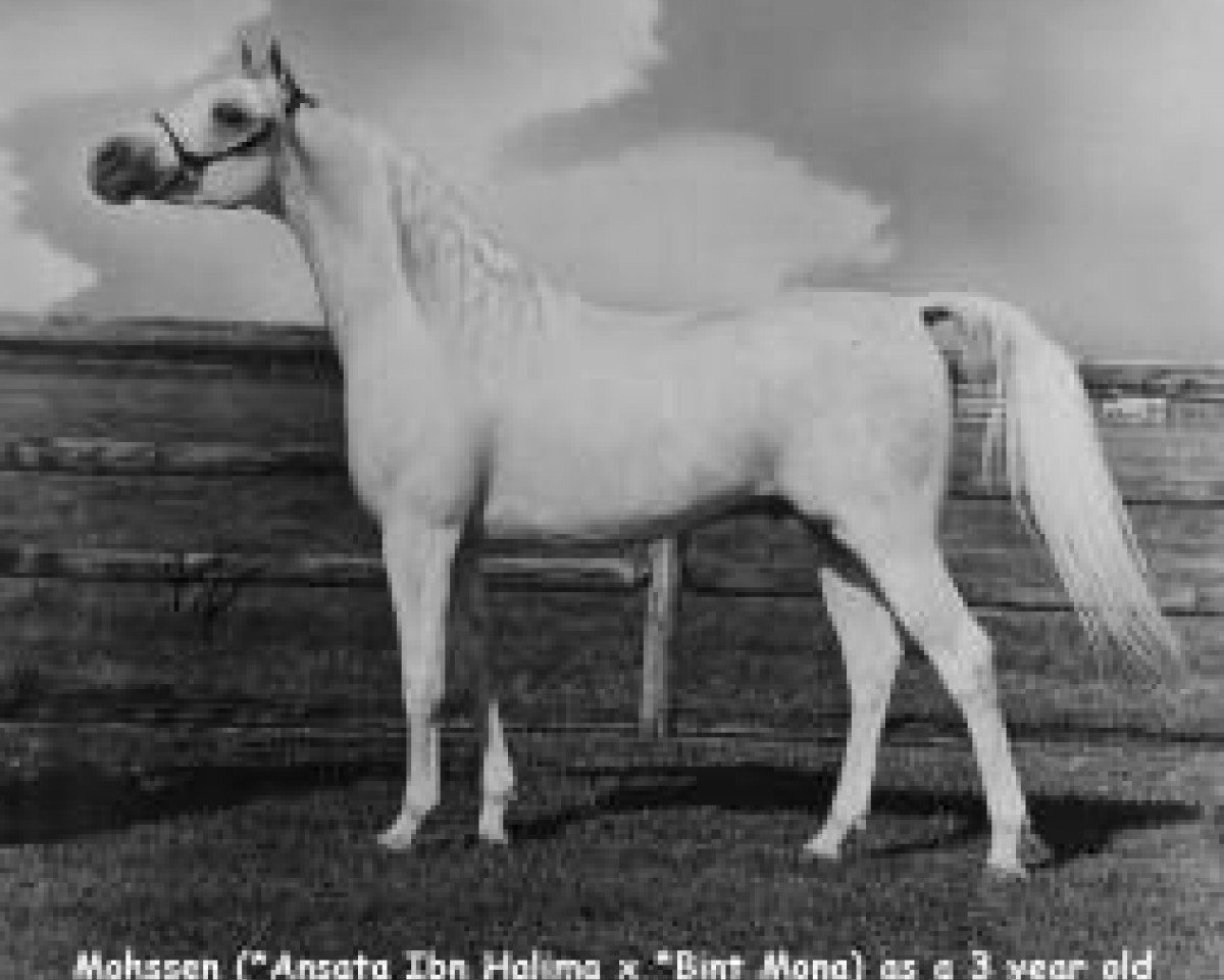 stallion Mohssen EAO (Arabian purebred, 1966, from Ansata Ibn Halima 1958 EAO)