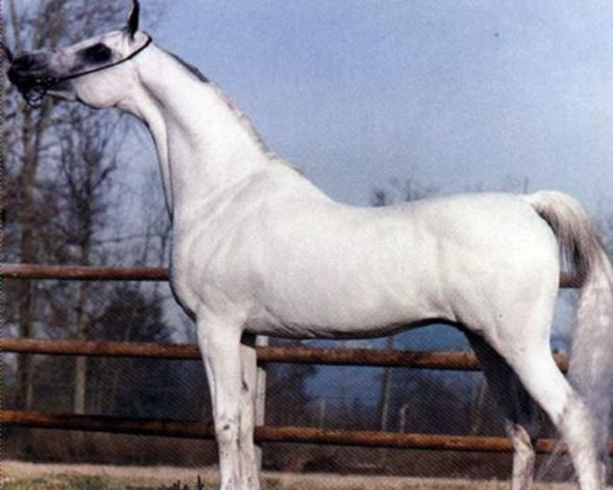 stallion Farazdac EAO (Arabian purebred, 1966, from Alaa El Din 1956 EAO)