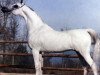 stallion Farazdac EAO (Arabian thoroughbred, 1966, from Alaa El Din 1956 EAO)