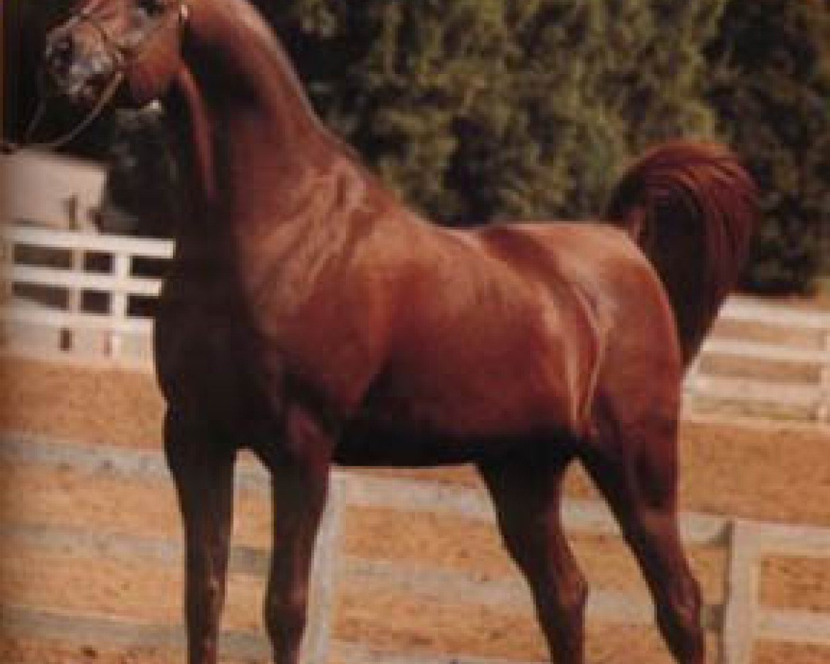 Deckhengst AK Elzahra Moniet ox (Vollblutaraber, 1977, von Ibn Moniet El Nefous 1964 EAO)