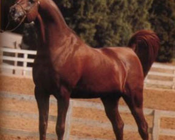 stallion AK Elzahra Moniet ox (Arabian thoroughbred, 1977, from Ibn Moniet El Nefous 1964 EAO)