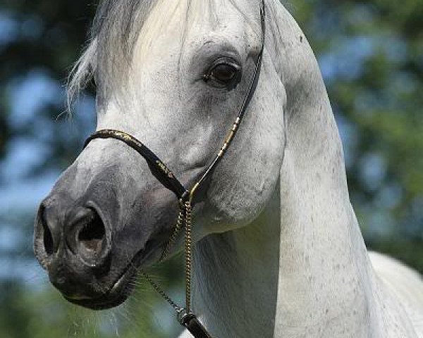 stallion Ibn El Tareef EAO (Arabian thoroughbred, 1995, from Hadaya El Tareef EAO)