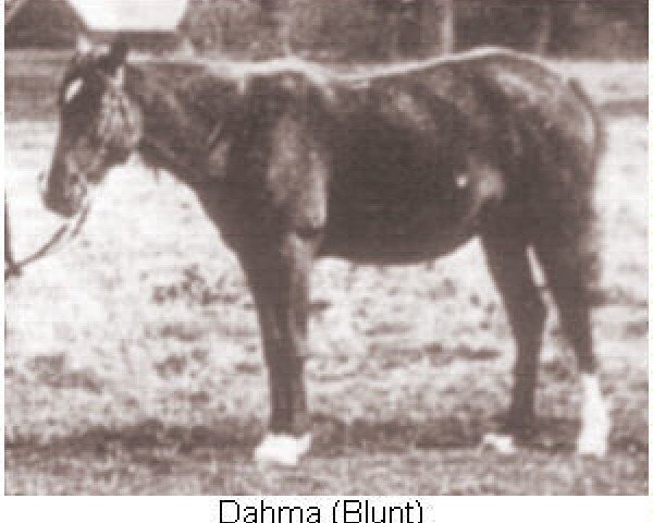 Zuchtstute Dahma 1876 ox (Vollblutaraber, 1876)