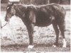 broodmare Dahma 1876 ox (Arabian thoroughbred, 1876)