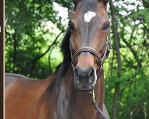 broodmare Mama Mia (Bavarian, 2003, from Luberon)