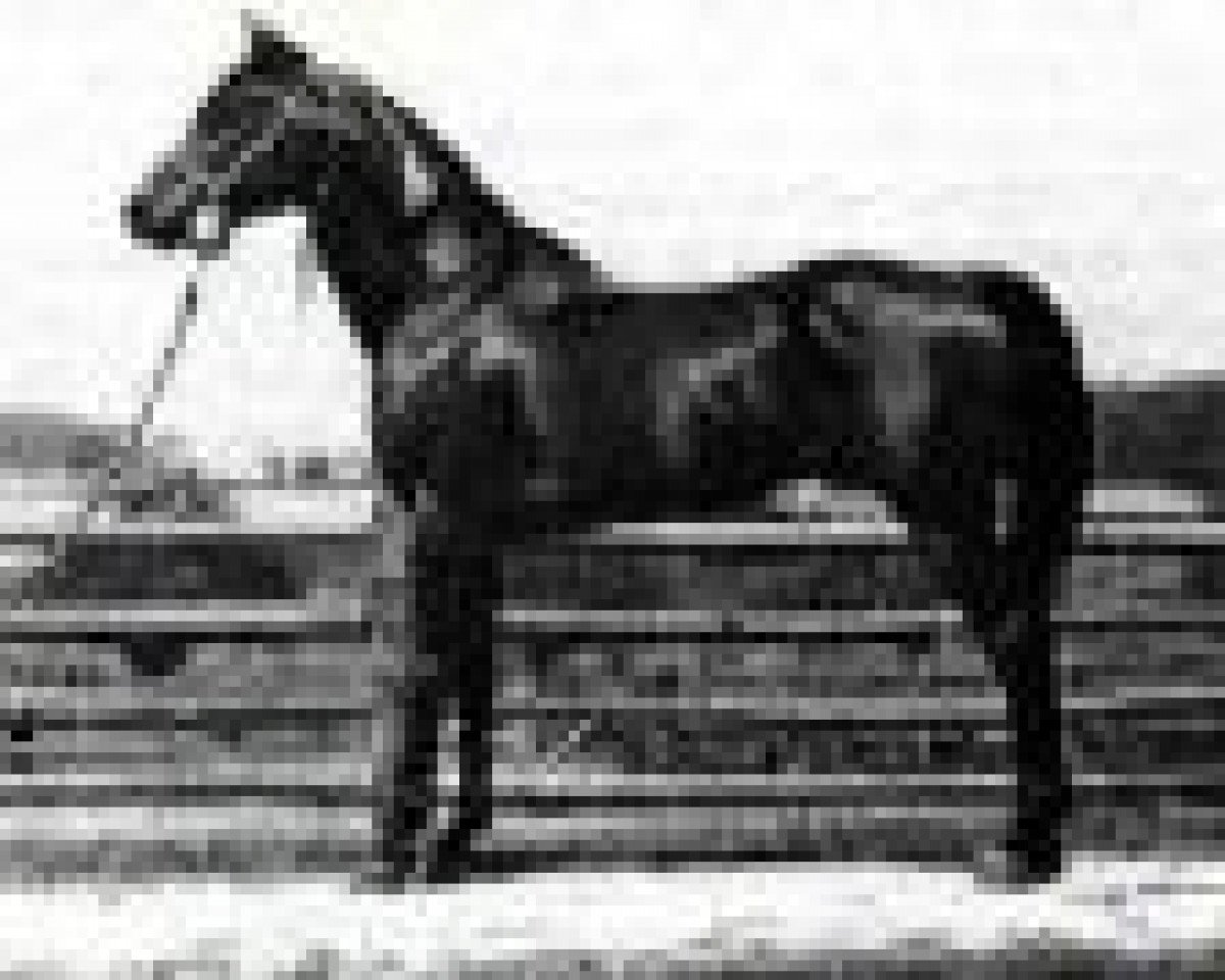 stallion Faddan ox (Arabian purebred, 1935, from Fadl 1930 RAS)