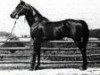 stallion Faddan ox (Arabian thoroughbred, 1935, from Fadl 1930 RAS)
