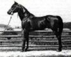 stallion Faddan ox (Arabian thoroughbred, 1935, from Fadl 1930 RAS)