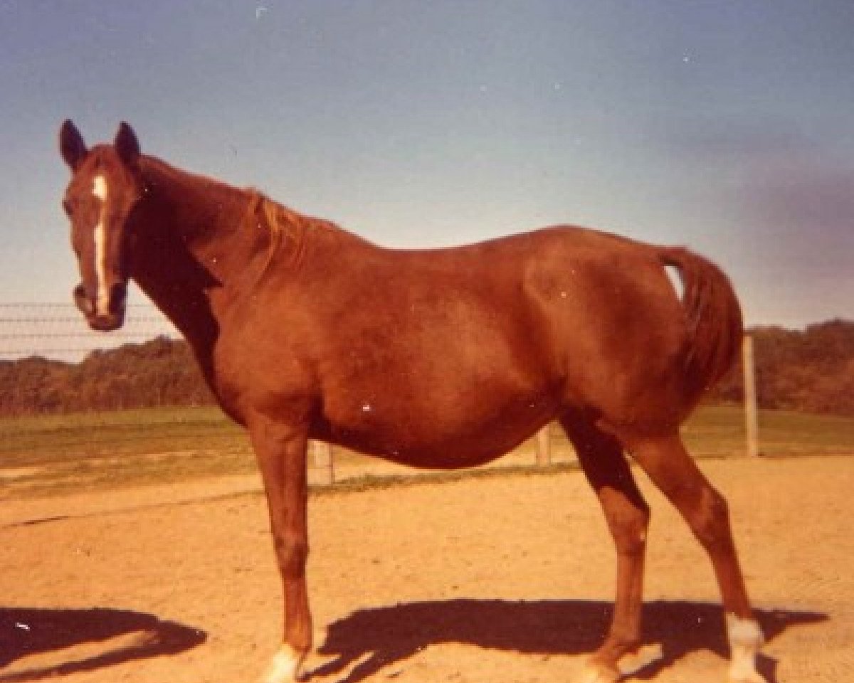 broodmare Fada ox (Arabian purebred, 1956, from Faddan ox)