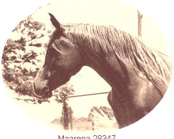 Zuchtstute Maarena ox (Vollblutaraber, 1964, von Fabah 1950 ox)