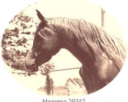 broodmare Maarena ox (Arabian thoroughbred, 1964, from Fabah 1950 ox)