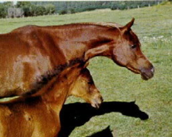 broodmare Bint Moniet El Nefous EAO (Arabian thoroughbred, 1957, from Nazeer 1934 RAS)