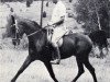 stallion Rashad Ibn Nazeer EAO (Arabian thoroughbred, 1955, from Nazeer 1934 RAS)