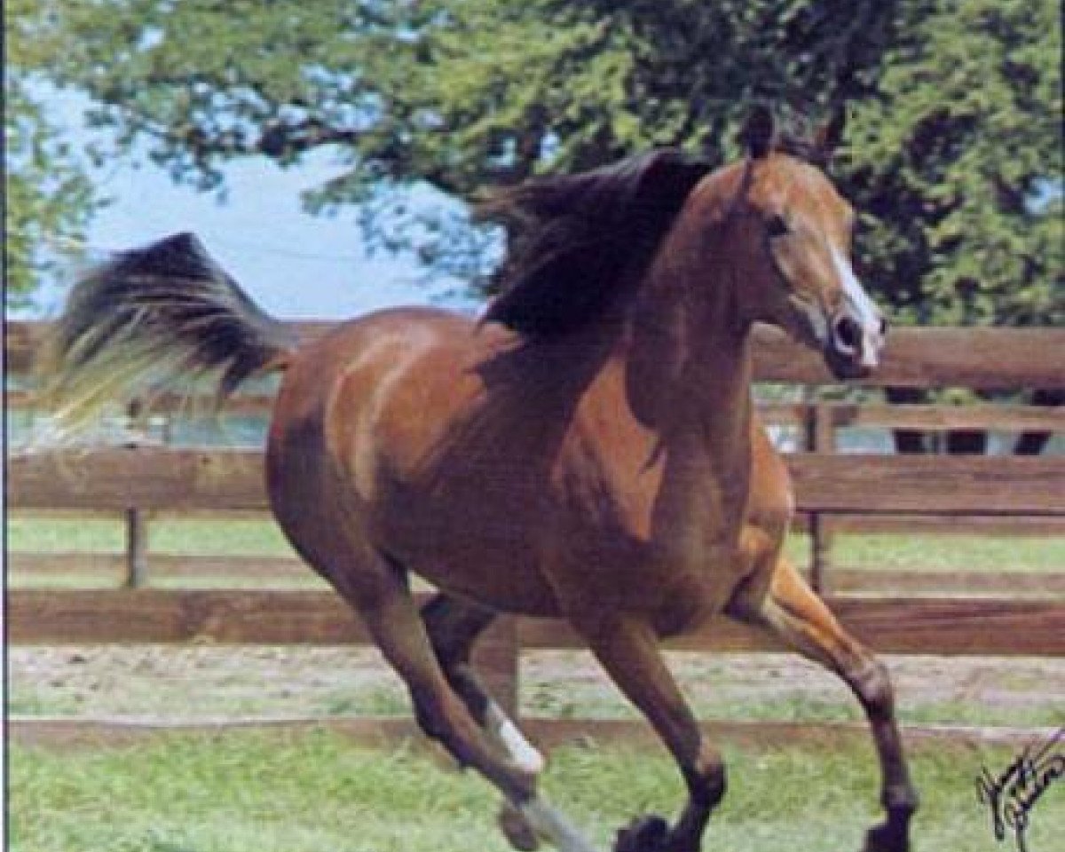 broodmare Bint Bint Moniet ox (Arabian purebred, 1972, from Rashad Ibn Nazeer EAO)