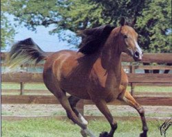 broodmare Bint Bint Moniet ox (Arabian thoroughbred, 1972, from Rashad Ibn Nazeer EAO)