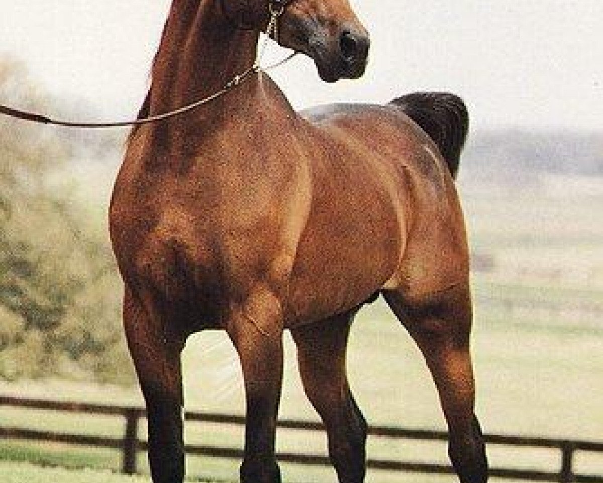 stallion Moniet El Sharaf ox (Arabian purebred, 1978, from Ibn Moniet El Nefous 1964 EAO)