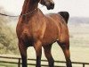 stallion Moniet El Sharaf ox (Arabian thoroughbred, 1978, from Ibn Moniet El Nefous 1964 EAO)