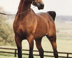 stallion Moniet El Sharaf ox (Arabian thoroughbred, 1978, from Ibn Moniet El Nefous 1964 EAO)