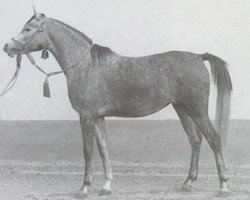 broodmare Lutfia EAO (Arabian thoroughbred, 1967, from Alaa El Din 1956 EAO)