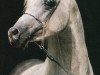 stallion Nejdy EAO (Arabian thoroughbred, 1988, from Salaa El Dine EAO)