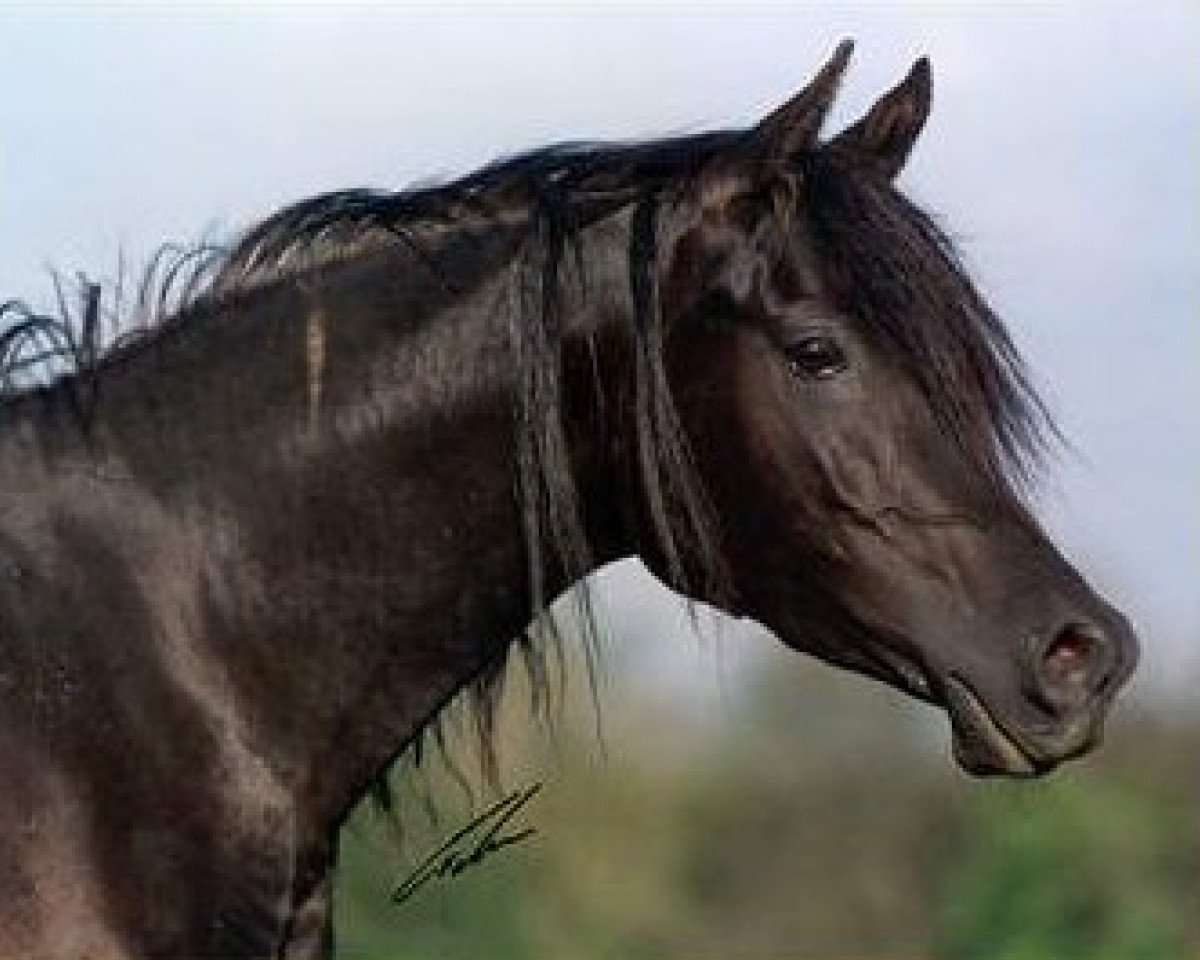 broodmare Fasinah El Chamsin EAO (Arabian purebred, 1996, from Nahaman ox)