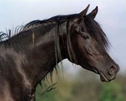 broodmare Fasinah El Chamsin EAO (Arabian thoroughbred, 1996, from Nahaman ox)